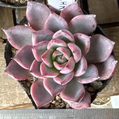 猫のしっぽ様専用❣️お取り置き❣️アランフェス❣️札付き❗️多肉植物　抜き苗