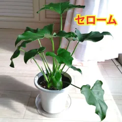 2026年最新】セロームの人気アイテム - メルカリ