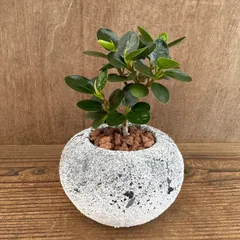 2026年最新】コパンダガジュマルの人気アイテム - メルカリ