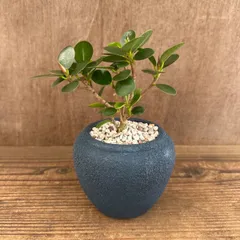 ★リメイク鉢★ コパンダガジュマル ネイビー鉢 陶器鉢 Ficus microcarpa 'Panda' dwarf イチジク属 多幸の木 幸せを呼ぶ木 観葉植物 観葉 植物 珍奇植物 珍奇 レア 希少 塊根植物 塊根 インテリア コパンダ ガジュマル