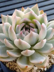 2026年最新】チワワエンシス錦の人気アイテム - メルカリ