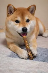 「中型犬用 クロモジ かじり棒 10本セット 期間限定販売」のサムネイル