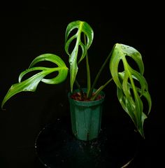 モンステラデリシオーサバルバソウルMonstera Bulbasaur - メルカリ