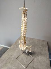 ドイツ rudiger anatomie リュディガー アナトミー社製 骨格模型