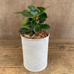 ★リメイク缶★ コパンダガジュマル 白缶 缶鉢　Ficus microcarpa 'Panda' dwarf イチジク属 多幸の木 幸せを呼ぶ木 観葉植物 観葉 植物 珍奇植物 珍奇 レア 希少 塊根植物 塊根 インテリア コパンダ ガジュマル