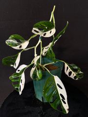 モンステラデリシオーサバルバソウルMonstera Bulbasaur - メルカリ