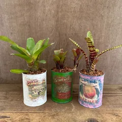 2026年最新】珍しいタンクブロメリアの人気アイテム - メルカリ