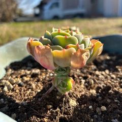 多肉植物 七福神⑤ 子株付き 抜き苗 - メルカリ