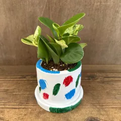 【リメイク鉢】ペペロミア Ｏ．ゴールデンゲート　鉢付き　現品　  Peperomia obtusifolia 'Green Gold'　 観葉植物 観葉 植物  インテリア おしゃれ かわいい プレゼント おすすめ 艶やか かわいらしさ 片思い