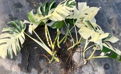 モンステラデリシオーサバルバソウルMonstera Bulbasaur - メルカリ