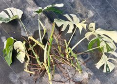 モンステラデリシオーサバルバソウルMonstera Bulbasaur - メルカリ