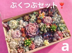 a クーポンあり❣️ ぷくぷくつぶつぶ詰め合わせ❣️寄せ植えセット　カット苗　ピンク多肉　多肉弁当　美人　エケベリア　セダム　パキフィツム　チーズ　韓国苗入り