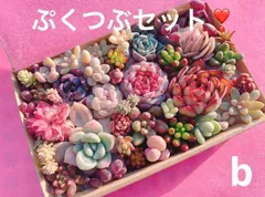 b クーポンあり❣️ ぷくぷくつぶつぶ詰め合わせ❣️寄せ植えセット　カット苗　ピンク多肉　多肉弁当　美人　エケベリア　セダム　パキフィツム　チーズ　韓国苗入り