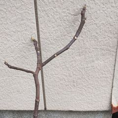 イチジク苗　蓬莱柿　１メートル近く　（恐らく蓬莱柿）　４年以上は経っているかと（忘れました）