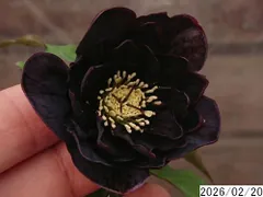 2026年最新】クリスマスローズ 株の人気アイテム - メルカリ