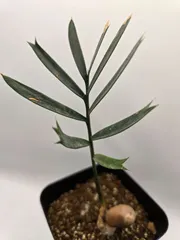 2026年最新】ホリダスの人気アイテム - メルカリ