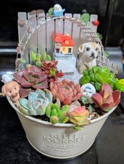 ねこちゃん♡多肉植物寄せ植え♡そのまま飾れる♡ - メルカリ