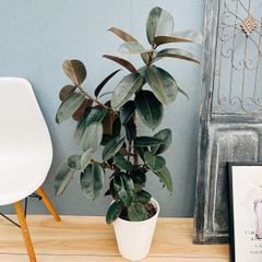 現品］【希少】5番 ドラセナ コンパクタ バリエガータ 7号 観葉植物