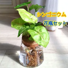 シンゴニウム☆水耕栽培用ガラス製花瓶☆コルク蓋付き☆蓋取外し可能☆緑×白の葉色