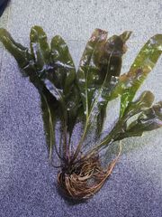 ミクロソリウム水草苑スモールリーフ 特大サイズ - メルカリ