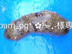 赤ナマコ2㌔　˖ ࣪⊹pam_pܸq⁺˳✿⏦۠₊˖$様専用