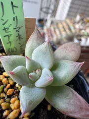 2026年最新】リンゼアナの人気アイテム - メルカリ