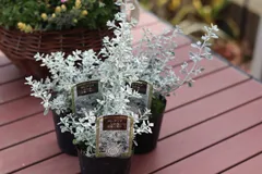 オレアリアリトルスモーキー　３ポットセット