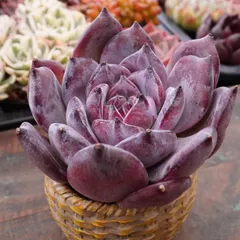 2026年最新】多肉植物ブラックサバスの人気アイテム - メルカリ