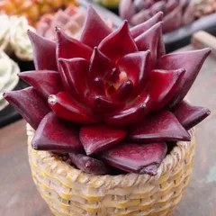 ※再入荷※【熟柿（ホンシ）】エケベリア　韓国多肉　真っ赤　人気種