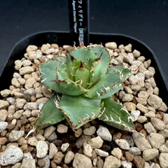 2026年最新】アガベフィリグリーの人気アイテム - メルカリ