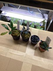 ブセファランドラ sp. ダイヤモンドダスト【カミハタ】 - メルカリ