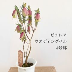 ピメレア フィソディス ウエディングベル 4号鉢③オージープランツ