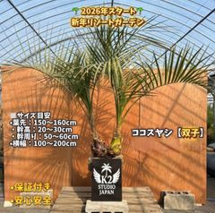 送料込み ココスヤシ 形状良 幹極太 庭木 シンボルツリー 現品 - メルカリ