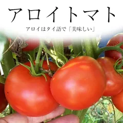 【奇跡のトマト】アロイトマトの種10粒（激レア品種）一般的に手に入らない品種のサムネイル