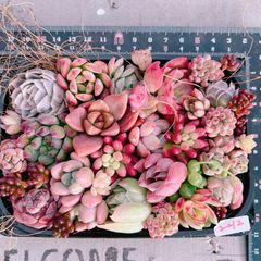 多肉植物 5苗セット No.10306 - メルカリ