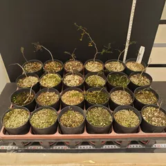 2026年最新】パキプス ベアルートの人気アイテム - メルカリ