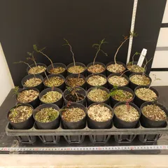 2026年最新】パキプス ベアルートの人気アイテム - メルカリ