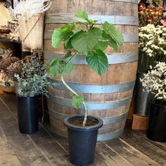 フィカス ウンベラータ 7号鉢 らせん 曲がり仕上げ - メルカリ