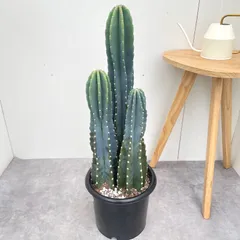 2026年最新】柱サボテンの人気アイテム - メルカリ