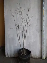 2026年最新】アオダモの人気アイテム - メルカリ