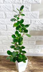 黒艶❗️フィカスバーガンディ⭐️3本立ち 観葉植物 - メルカリ