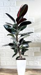 黒艶❗️フィカスバーガンディ⭐️3本立ち⭐️観葉植物 - メルカリ