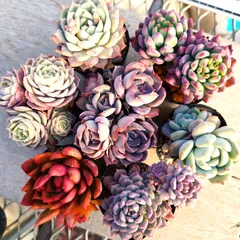 2026年最新】ブルーアイス苗の人気アイテム - メルカリ