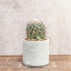 実生＊大型多毛翠冠玉・抜き苗発送 - メルカリ