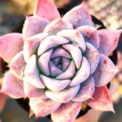 2026年最新】コロラータタパルパの人気アイテム - メルカリ