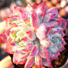 2026年最新】沙羅姫牡丹の人気アイテム - メルカリ