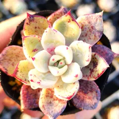 2026年最新】コロラータタパルパの人気アイテム - メルカリ