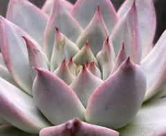 2026年最新】リンゼアナの人気アイテム - メルカリ