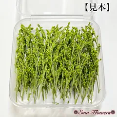 ❁⃘ドライフラワー　素材　ソリダコ　ソリダゴ　緑　染め　蕾　花材　大ケース　徳用