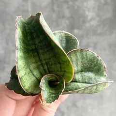 2026年最新】サンスベリア 希少の人気アイテム - メルカリ